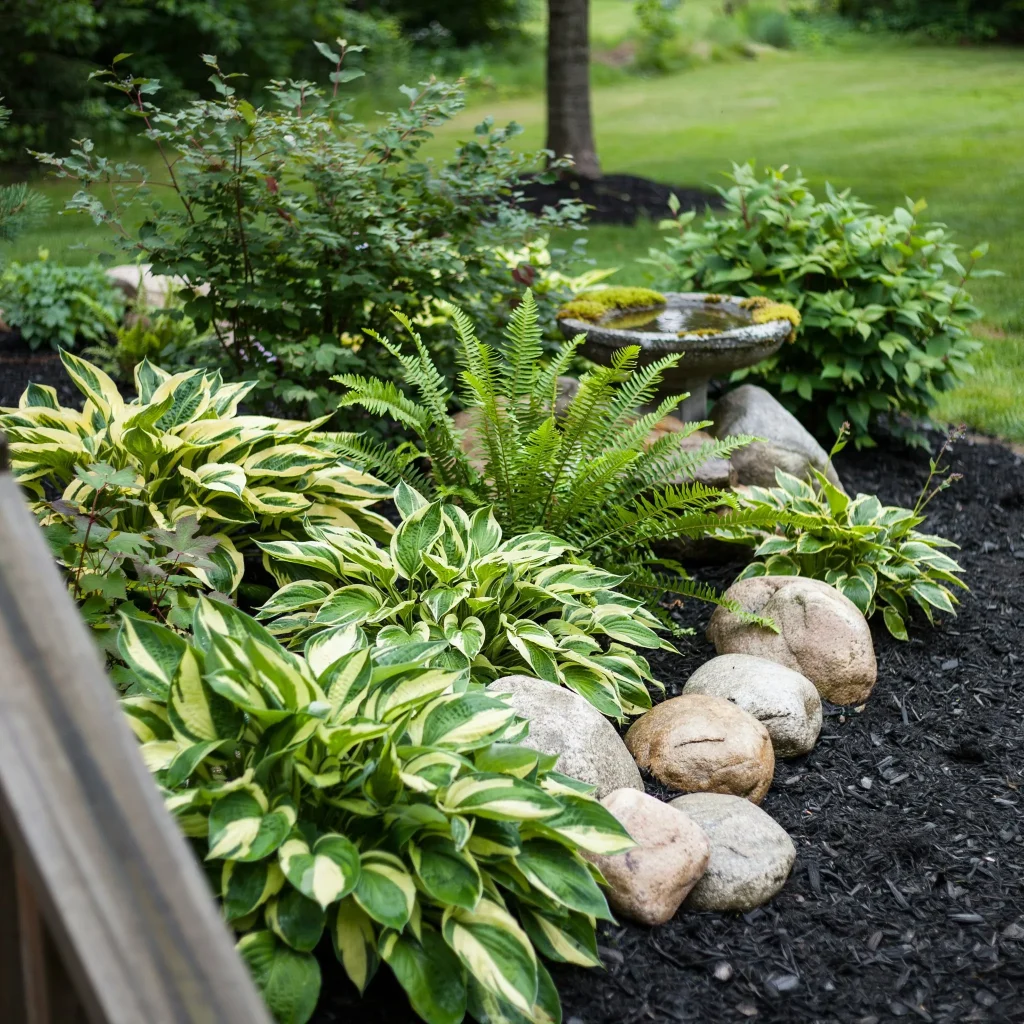 Hosta Garden Layout Ideas (Transform Shady Spaces into Stunning Garden Retreats) 4 Blue-green hostas growing in black mulch garden beds.